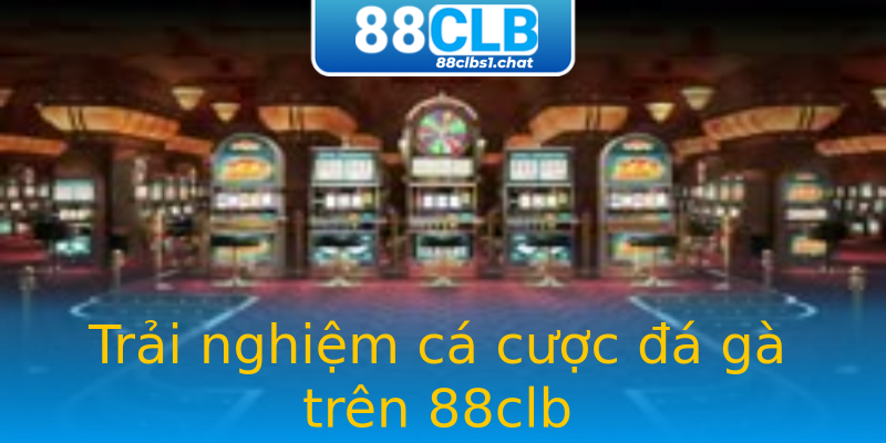 Trải nghiệm cá cược đá gà trên 88clb Trải nghiệm cá cược đá gà trên 88clb